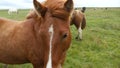 Feeding icelanding horse in Iceland 4K footage.