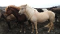 Feeding icelanding horse in Iceland 4K footage.