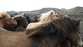 Feeding icelanding horse in Iceland 4K footage.