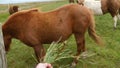 Feeding icelanding horse in Iceland 4K footage.