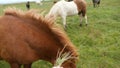 Feeding icelanding horse in Iceland 4K footage.