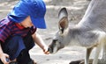 Feeding the Kangaroo Royalty Free Stock Photo