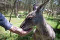 Feeding a kangaroo Royalty Free Stock Photo