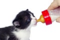 Feeding kitten with nipple isolated Royalty Free Stock Photo