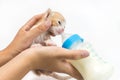 Feeding the Kitten on white background Royalty Free Stock Photo