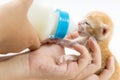 Feeding the Kitten on white background Royalty Free Stock Photo