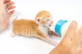 Feeding the Kitten on white background Royalty Free Stock Photo