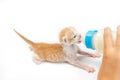 Feeding the Kitten on white background Royalty Free Stock Photo