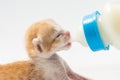 Feeding the Kitten on white background Royalty Free Stock Photo