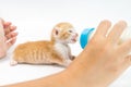 Feeding the Kitten on white background Royalty Free Stock Photo