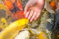 Feeding koi with hand