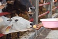 Feeding laddu ladoo to Indian cow with hands on the Gowardhan puja. Royalty Free Stock Photo