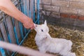 Feeding the lamb.A hand holds a bottle of milk and feeds a lamb Royalty Free Stock Photo
