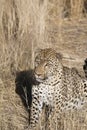 Feeding leopard at Dusternbrook Royalty Free Stock Photo