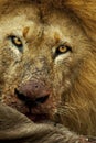 Male lion feeding on a wildebeest