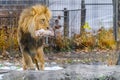 Feeding Lion Royalty Free Stock Photo