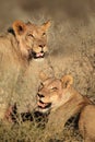 Feeding lions