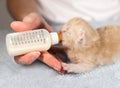 Feeding little cream cat Royalty Free Stock Photo