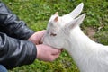 Feeding little goat Royalty Free Stock Photo