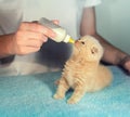 Feeding little newborn kitten with milk replacer Royalty Free Stock Photo