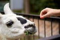 Feeding llama by hand Royalty Free Stock Photo