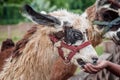 Feeding llama at pet zoo safari tame animal eating from visitor`s hand fuzzy soft fur Royalty Free Stock Photo