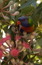 Feeding Lorikeet