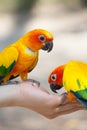 Feeding the love bird in the hand Royalty Free Stock Photo