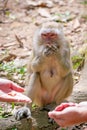 Feeding Macaque monkey in Thailand Royalty Free Stock Photo
