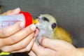 Feeding a meerkat baby with a bottle of milk