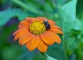 Feeding on a Mexican Sunflower is a Bumblebee Royalty Free Stock Photo