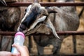 feeding milk bottle to Goat Royalty Free Stock Photo
