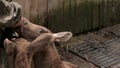 Feeding with milk pair of mooses