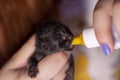 Feeding Milk to Rescued Newborn Kitten