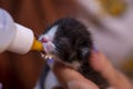 Feeding Milk to Rescued Newborn Kitten