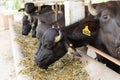 Feeding murrah buffalo in farm Royalty Free Stock Photo