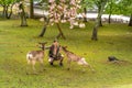 Feeding Nara deer Hanami