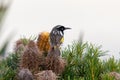 New Holland Honeyeater in Australia