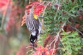 New Holland Honeyeater in Australia Royalty Free Stock Photo