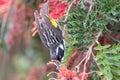 New Holland Honeyeater in Australia Royalty Free Stock Photo