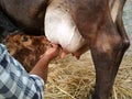 Feeding New born calf Royalty Free Stock Photo