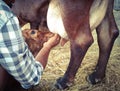 Feeding New born calf Royalty Free Stock Photo