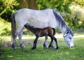 Feeding new born foal Royalty Free Stock Photo