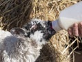 feeding a newborn lamb from bottle Royalty Free Stock Photo