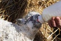 Feeding a newborn lamb from bottle Royalty Free Stock Photo