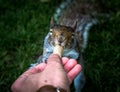 Feeding a friendly squirrel in London Royalty Free Stock Photo