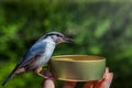 Feeding nuthatch on hand