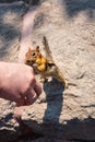 Hand Feeding Chipmunk Royalty Free Stock Photo