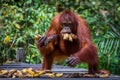 Feeding orangutans