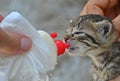 Feeding an orphaned kitten